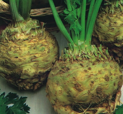 Picture of Celeriac Giant Prague